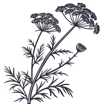 candytuft silhouette on white background
