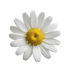 Fototapeta premium Macro image of a wet daisy flower with bright yellow center on white backdrop