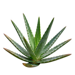 Fototapeta premium Aloe vera plant displaying its thick green leaves with serrated edges on white background
