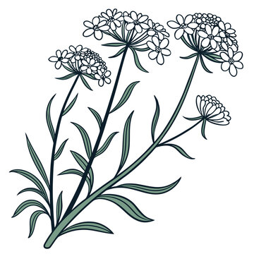 candytuft with leaves