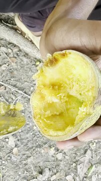 Hand holding half eaten wood apple or bel fruit with yellow pulp and rind close to soil ground in natural light