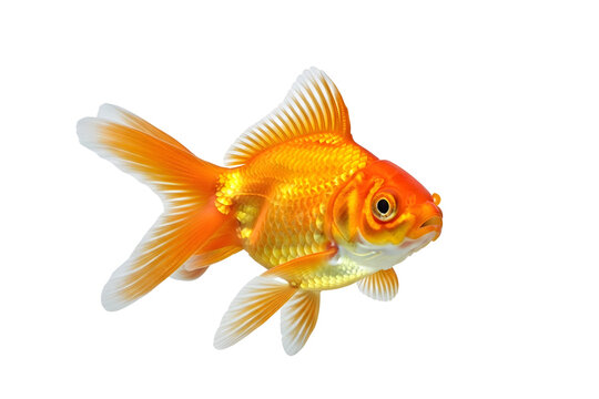 Beautiful orange goldfish swimming isolated on transparent background