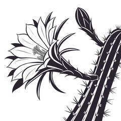 black and white cactus flower © MOHAMMADRIPON