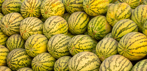 Juicy Asian watermelons. A large pile of ripe watermelons lies in a field in the sunset light. A close-up of many watermelons. © Vera