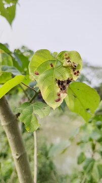 Leaf galls and damage on green plant foliage examining pathogens affecting plant health and leaf integrity with visible plant damage from diseases