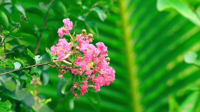 Beautiful blooming pink crepe myrtle flowers in a tropical garden