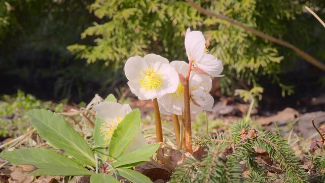 Macro shot capturing gentle breeze moving petals on forest floor