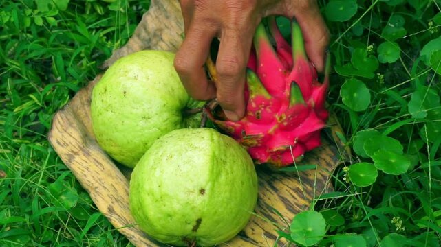 Hand placing fresh guavas and a dragon fruit on a dried banana leaf