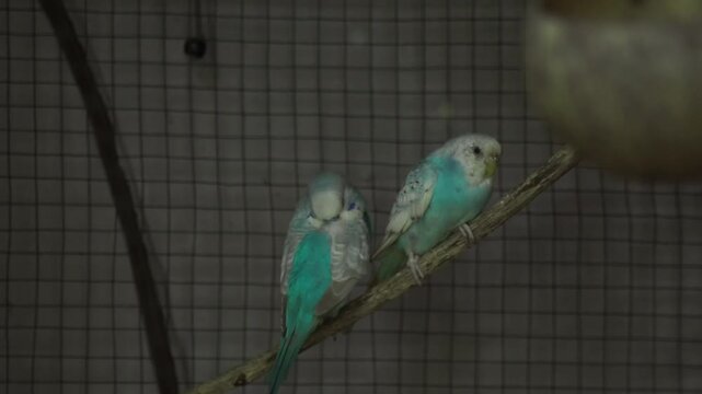 Two blue budgies parakeets perched on a wooden branch in a cage