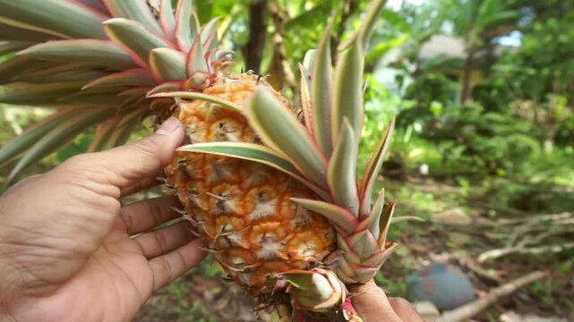 Close up of hand inspecting a ripe red pineapple in a tropical garden