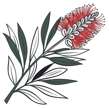 bottlebrush flower with leaves