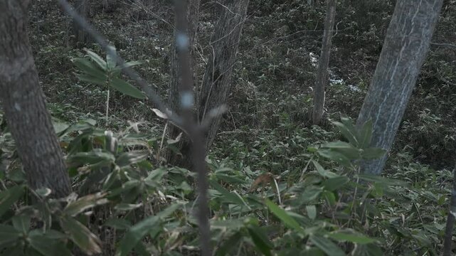 笹薮の中の小さな川のある冬枯れの森