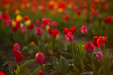 Fototapeta premium Bright spring flowers bloom in a field in the soft evening or morning sunlight. Red tulip field in spring