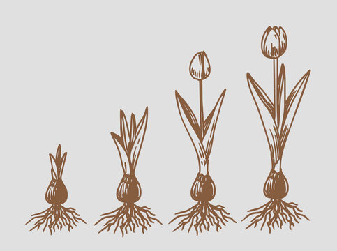 Tulip flower plan, Growth stages. Growing period steps. Hand drawn sketch vector