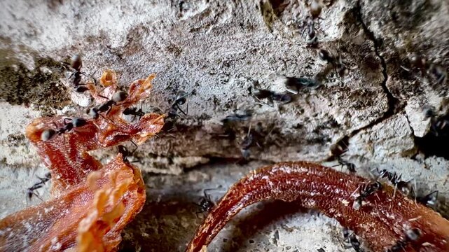 This macro image shows a large number of black ants swarming around a dead lizard near the entrance of a crack in a wall, documenting the natural decomposition process and the behavior of insects and 