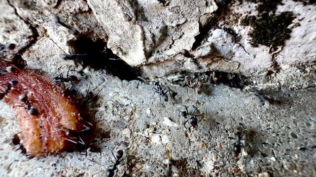 This macro image shows a large number of black ants swarming around a dead lizard near the entrance of a crack in a wall, documenting the natural decomposition process and the behavior of insects and 