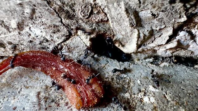 This macro image shows a large number of black ants swarming around a dead lizard near the entrance of a crack in a wall, documenting the natural decomposition process and the behavior of insects and 