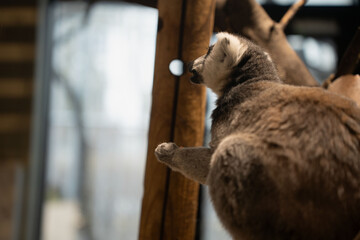 Naklejka premium ring-tailed lemur perched on a wooden branch inside an indoor enclosure, bathed in warm soft light with shallow depth of field, textured brown-gray fur, bokeh background and contemplative mood