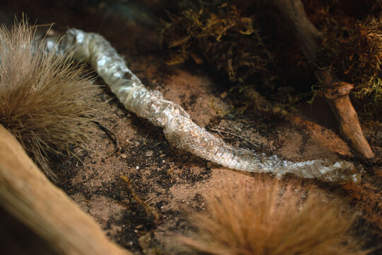 close-up of translucent snakeskin shed curled across a sandy, moss-dotted forest floor among dry grasses and twigs, muted tan and brown tones conveying an eerie, fragile, natural study, delicate