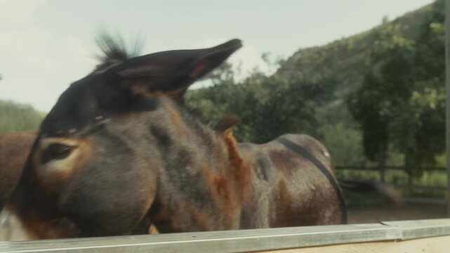 Two donkeys with distinct fur patterns interact in a rural setting, showcasing their features and expressions against a backdrop of trees and hills under a clear sky