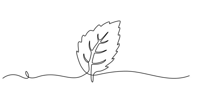 Animated self drawing of single continuous line draw healthy organic mint leaves for farm logo identity. Fresh mentha plant concept for plantation icon. Full length one line animation .