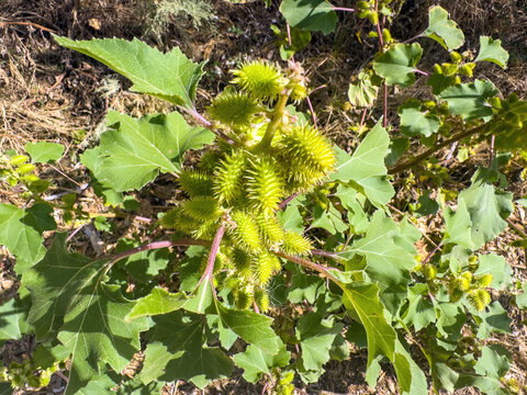 Rough cocklebur, Xanthium strumarium plant closeup view from above. Green spiny burrs and broad leaves under sunshine