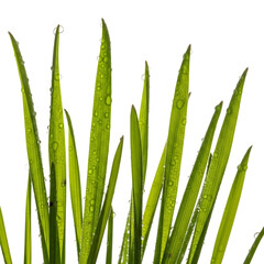 Obraz premium Green plant leaves with water droplets on them isolated on transparent background for nature and botanical designs