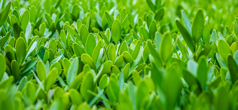 Green Buxus microphylla hedge background, trimmed foliage texture for design and decorative use