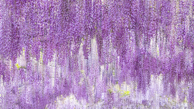 Wisteria flowers background with hanging lilac blooms, spring floral texture with copy space