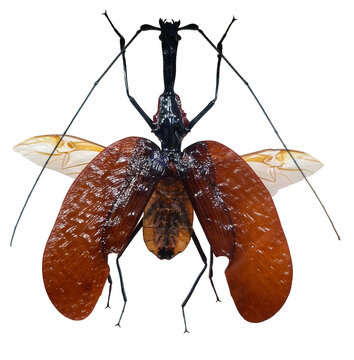 A violin beetle Mormolyce phyllodes is shown against a plain background. The beetle's body is clearly visible, highlighting its wings and body shape for scientific observation.