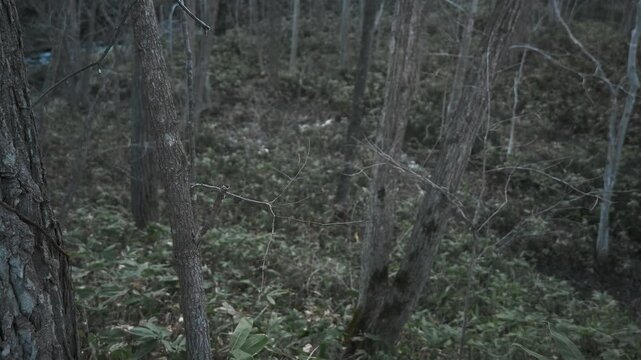 笹薮の中の小さな川のある冬枯れの森