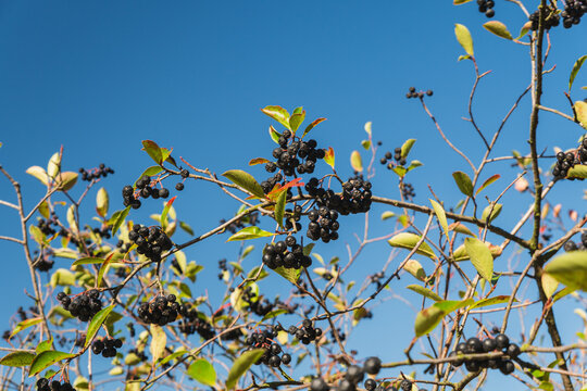 black chokeberries growing on a shrub