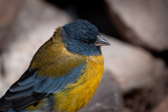 pajaro de monta&ntilde;a posando en rocas