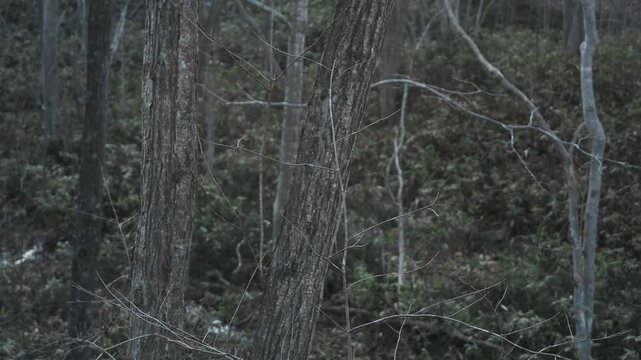 笹薮の中の小さな川のある冬枯れの森