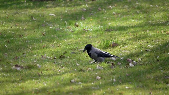Black bird stands on grassy field. Sunlight filters through nearby trees. Grass glows with soft green hues. Bird pecks at ground, alert and curious. Ideal for nature, wildlife, or outdoor themes