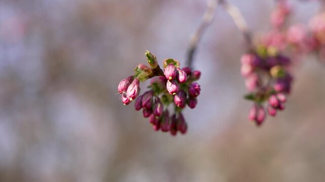 Soft pink buds hang from bare branches. Spring's quiet promise blooms in delicate hues. Nature awakens, subtle and serene. Ideal for calm, renewal, or seasonal themes