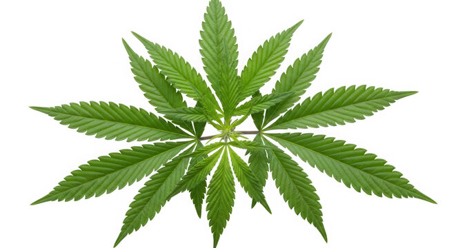 Top view of a vibrant green cannabis plant with multiple leaves isolated on transparent background