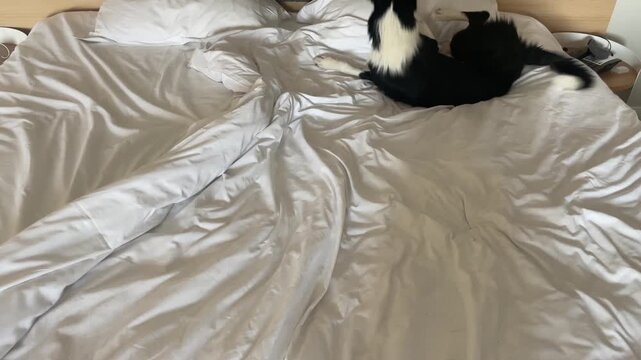 Border collie puppy rolling on the bed having zoomies after wash