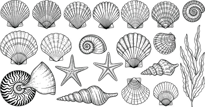 Seashells marine illustration, scallop spiral conch shells, starfish seaweed design, ocean life artwork, detailed black white vector