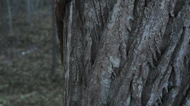 笹薮の中の小さな川のある冬枯れの森