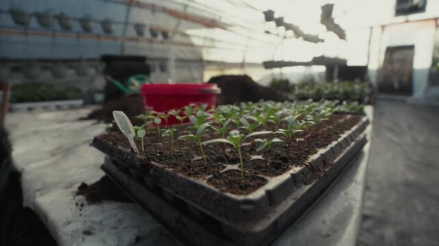 Greenhouse scene with young seedlings growing in trays, red bucket nearby, and soil piles visible in the background, showcasing plant growth in a nurturing environment