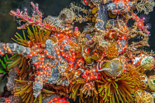Tunicate on coral reef, underwater