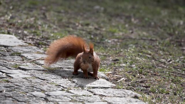 Red squirrel holds nut on cobblestone path. Ears perked, tail upright, it moves with alert curiosity. Natural daylight enhances fur texture and earthy tones. Ideal for nature, wildlife