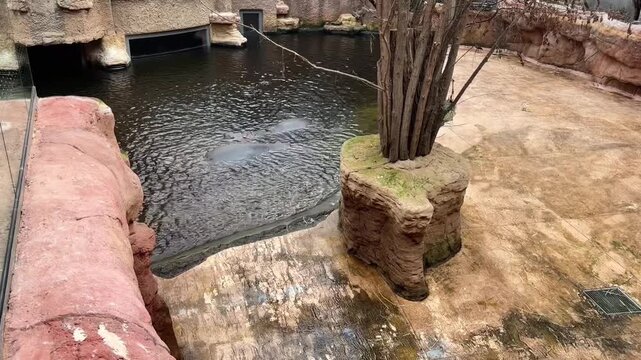 Massive hippopotamus resting and swimming slowly in the water. Large exotic mammal cooling off in a pond. Concept of relaxation, peace, and weightlessness in nature.
