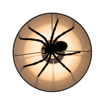 Fake spider hanging in a light bulb fixture. Artificial arachnid prop isolated on white & transparent background.