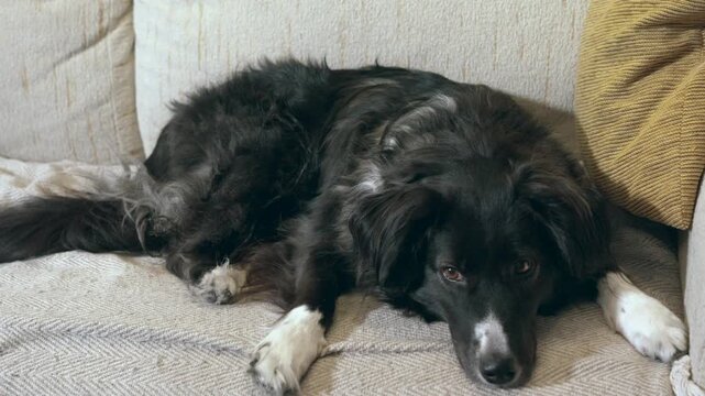 Sleepy border collie dog resting on a cozy sofa