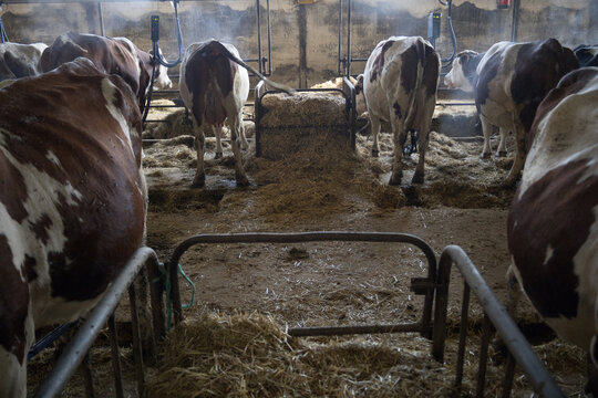 &eacute;levage de vaches, fabrication de fromage, ferme avec bovins, vaches produisant du lait