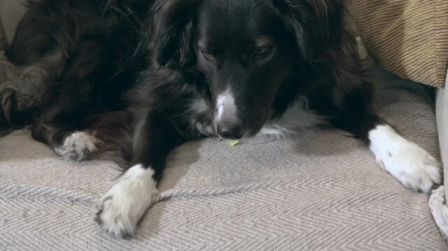 Owner hand feeding a cute border collie a treat