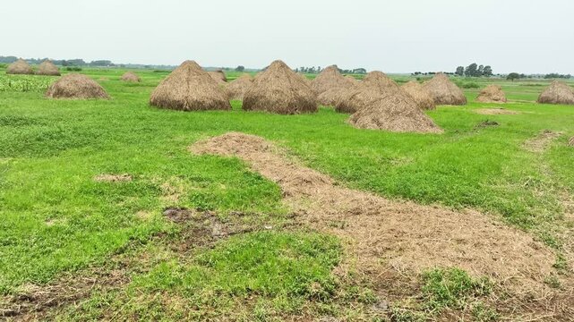 Peaceful countryside with haystacks spread across lush green farmland view