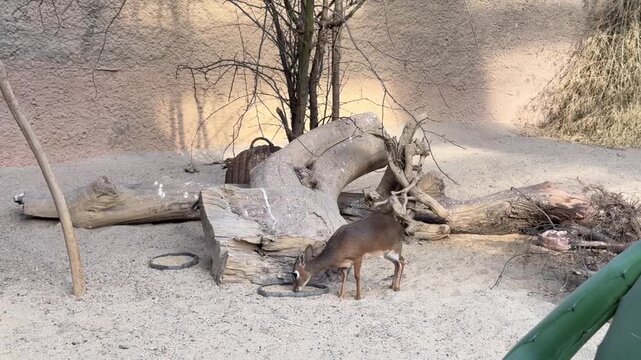 Small Kirk's dik-dik antelope foraging for food in a zoo enclosure. Tiny exotic mammal sniffing the ground and eating in a sandy paddock with logs and dry branches.
